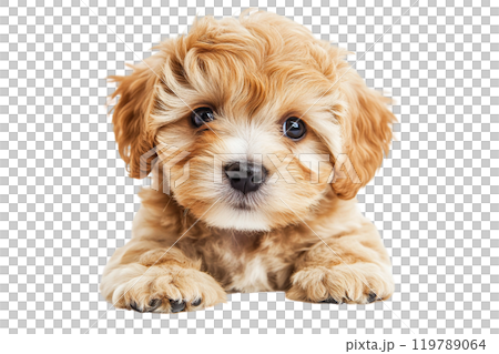 Maltipoo puppy on a transparent background. AI-generated item 119789064