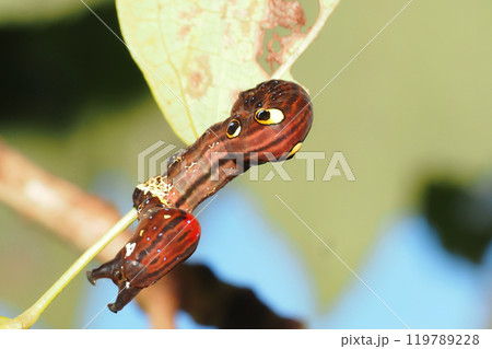 アケビコノハの幼虫 アケビコノハの幼虫 119789228