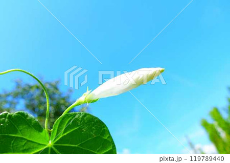 アサガオ　朝顔　あさがお　つぼみ 119789440
