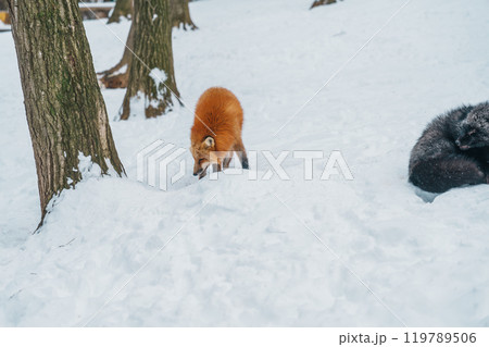 Cute fox on snow in winter season at Zao fox village, Miyagi prefecture, Japan. landmark and popular for tourists attraction near Sendai, Tohoku region, Japan. Travel and Vacation concept Cute fox on snow in winter season at Zao fox village, Miyagi prefecture, Japan. landmark and popular for tourists attraction near Sendai, Tohoku region, Japan. Travel and Vacation concept 119789506