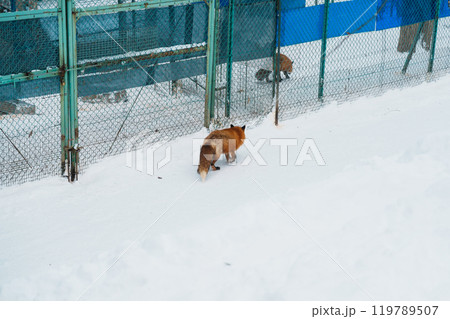Cute fox on snow in winter season at Zao fox village, Miyagi prefecture, Japan. landmark and popular for tourists attraction near Sendai, Tohoku region, Japan. Travel and Vacation concept 119789507