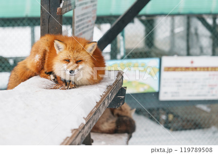 Cute fox on snow in winter season at Zao fox village, Miyagi prefecture, Japan. landmark and popular for tourists attraction near Sendai, Tohoku region, Japan. Travel and Vacation concept 119789508