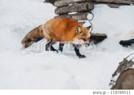 Cute fox on snow in winter season at Zao fox village, Miyagi prefecture, Japan. landmark and popular for tourists attraction near Sendai, Tohoku region, Japan. Travel and Vacation concept 119789511