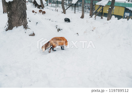 Cute fox on snow in winter season at Zao fox village, Miyagi prefecture, Japan. landmark and popular for tourists attraction near Sendai, Tohoku region, Japan. Travel and Vacation concept 119789512