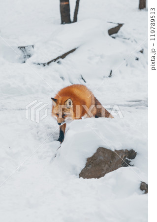 Cute fox on snow in winter season at Zao fox village, Miyagi prefecture, Japan. landmark and popular for tourists attraction near Sendai, Tohoku region, Japan. Travel and Vacation concept 119789513