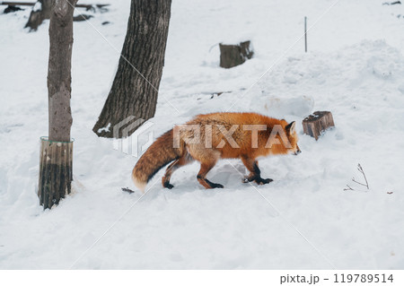 Cute fox on snow in winter season at Zao fox village, Miyagi prefecture, Japan. landmark and popular for tourists attraction near Sendai, Tohoku region, Japan. Travel and Vacation concept Cute fox on snow in winter season at Zao fox village, Miyagi prefecture, Japan. landmark and popular for tourists attraction near Sendai, Tohoku region, Japan. Travel and Vacation concept 119789514