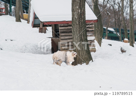 Cute fox on snow in winter season at Zao fox village, Miyagi prefecture, Japan. landmark and popular for tourists attraction near Sendai, Tohoku region, Japan. Travel and Vacation concept Cute fox on snow in winter season at Zao fox village, Miyagi prefecture, Japan. landmark and popular for tourists attraction near Sendai, Tohoku region, Japan. Travel and Vacation concept 119789515