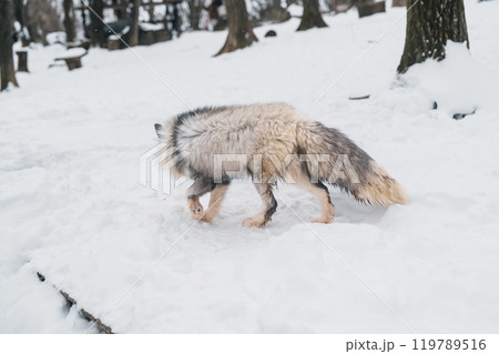 Cute fox on snow in winter season at Zao fox village, Miyagi prefecture, Japan. landmark and popular for tourists attraction near Sendai, Tohoku region, Japan. Travel and Vacation concept Cute fox on snow in winter season at Zao fox village, Miyagi prefecture, Japan. landmark and popular for tourists attraction near Sendai, Tohoku region, Japan. Travel and Vacation concept 119789516