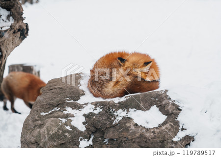 Cute fox on snow in winter season at Zao fox village, Miyagi prefecture, Japan. landmark and popular for tourists attraction near Sendai, Tohoku region, Japan. Travel and Vacation concept Cute fox on snow in winter season at Zao fox village, Miyagi prefecture, Japan. landmark and popular for tourists attraction near Sendai, Tohoku region, Japan. Travel and Vacation concept 119789517