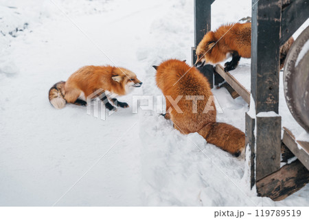 Cute fox on snow in winter season at Zao fox village, Miyagi prefecture, Japan. landmark and popular for tourists attraction near Sendai, Tohoku region, Japan. Travel and Vacation concept Cute fox on snow in winter season at Zao fox village, Miyagi prefecture, Japan. landmark and popular for tourists attraction near Sendai, Tohoku region, Japan. Travel and Vacation concept 119789519