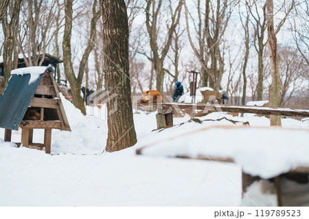 Cute fox on snow in winter season at Zao fox village, Miyagi prefecture, Japan. landmark and popular for tourists attraction near Sendai, Tohoku region, Japan. Travel and Vacation concept 119789523