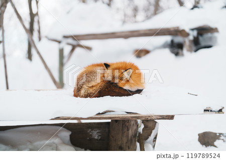 Cute fox on snow in winter season at Zao fox village, Miyagi prefecture, Japan. landmark and popular for tourists attraction near Sendai, Tohoku region, Japan. Travel and Vacation concept Cute fox on snow in winter season at Zao fox village, Miyagi prefecture, Japan. landmark and popular for tourists attraction near Sendai, Tohoku region, Japan. Travel and Vacation concept 119789524