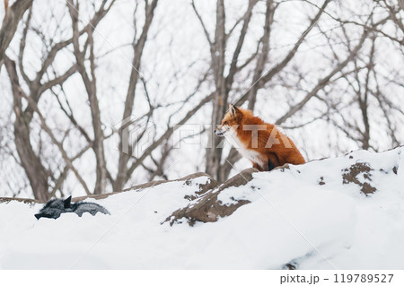 Cute fox on snow in winter season at Zao fox village, Miyagi prefecture, Japan. landmark and popular for tourists attraction near Sendai, Tohoku region, Japan. Travel and Vacation concept 119789527