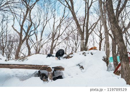 Cute fox on snow in winter season at Zao fox village, Miyagi prefecture, Japan. landmark and popular for tourists attraction near Sendai, Tohoku region, Japan. Travel and Vacation concept Cute fox on snow in winter season at Zao fox village, Miyagi prefecture, Japan. landmark and popular for tourists attraction near Sendai, Tohoku region, Japan. Travel and Vacation concept 119789529