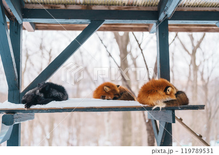 Cute fox on snow in winter season at Zao fox village, Miyagi prefecture, Japan. landmark and popular for tourists attraction near Sendai, Tohoku region, Japan. Travel and Vacation concept 119789531
