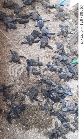 ふ化したばかりのウミガメの赤ちゃん【インドネシア・バリ島】 ふ化したばかりのウミガメの赤ちゃん【インドネシア・バリ島】 119789667