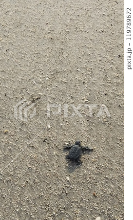 アオウミガメの赤ちゃんの旅立ち【インドネシア・バリ島】 アオウミガメの赤ちゃんの旅立ち【インドネシア・バリ島】 119789672