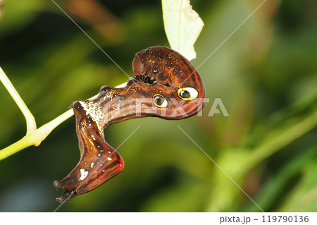 アケビコノハの幼虫 119790136