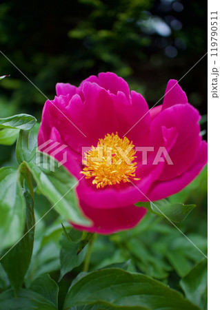 生薬である「立てば芍薬」、品種はポーラフェイ、花言葉は「恥じらい」「はにかみ」。 生薬である「立てば芍薬」、品種はポーラフェイ、花言葉は「恥じらい」「はにかみ」。 119790511