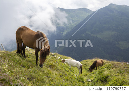 Beautiful horses grazing on the peaks of the Austrian Alps 119790757