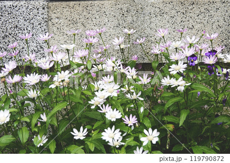 石塀脇の水路に咲く都忘れの草花 石塀脇の水路に咲く都忘れの草花 119790872