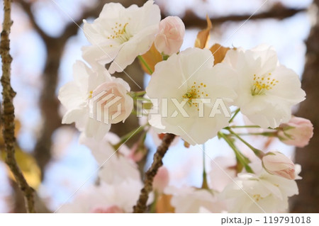 ミクルマガエシ 御車返し 白い桜の花 クローズアップ ミクルマガエシ 御車返し 白い桜の花 クローズアップ 119791018