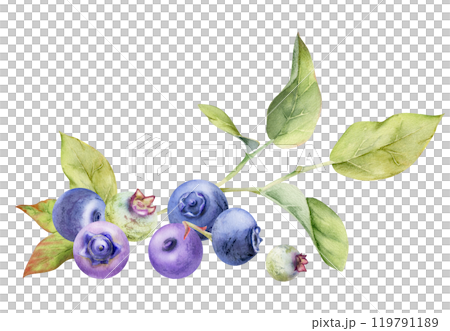 Blueberry blackberry cluster group with green leaves on branch, ripe forest berry hand drawn in watercolor. Isolated botanical illustration, for restaurant, dessert cafe menu, wedding, farmers market Blueberry blackberry cluster group with green leaves on branch, ripe forest berry hand drawn in watercolor. Isolated botanical illustration, for restaurant, dessert cafe menu, wedding, farmers market 119791189