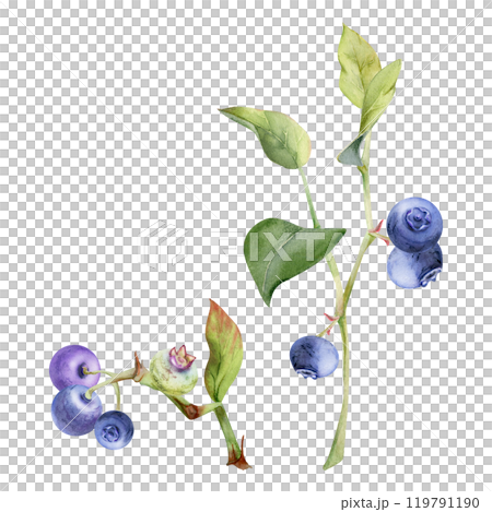 Blueberry blackberry with green leaves growing on branch, hand drawn in watercolor, ripe forest berry. Isolated botanical illustration, for restaurant, dessert cafe menu, decoupage, farmers market Blueberry blackberry with green leaves growing on branch, hand drawn in watercolor, ripe forest berry. Isolated botanical illustration, for restaurant, dessert cafe menu, decoupage, farmers market 119791190