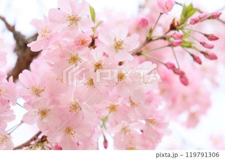 思川　オモイガワ　ピンク色の桜の花　クローズアップ 119791306