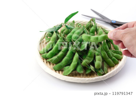 笊に盛り付けた枝付きの枝豆 （ 白バック ） 119791347
