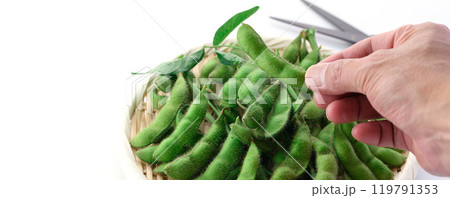 笊に盛り付けた枝付きの枝豆 （ 白バック ） 119791353