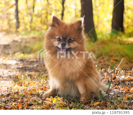young pomeranian in nature 119791395