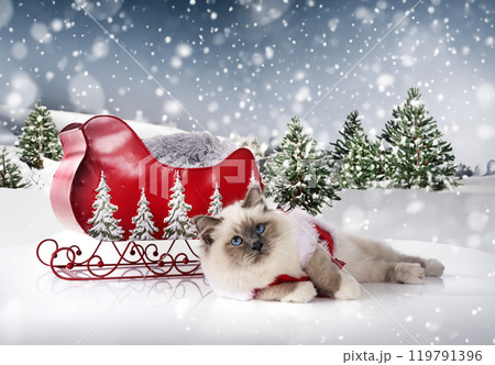 birman cat in nature 119791396