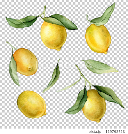 Set of Lemon Fruit and Branch. Hand drawn watercolor illustration of yellow tropical citrus Food on white isolated background. Drawing of lemon tree with green leaves. Set of Lemon Fruit and Branch. Hand drawn watercolor illustration of yellow tropical citrus Food on white isolated background. Drawing of lemon tree with green leaves. 119792728