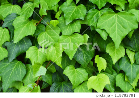 素材コレクション【グリーンのアイビーリーフテクスチャ3】 背景・壁紙・デザインアイデア用におすすめ 119792791