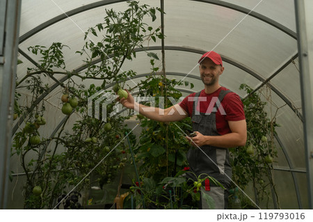 Farmer tying up tomato plants in greenhouse Farmer tying up tomato plants in greenhouse 119793016