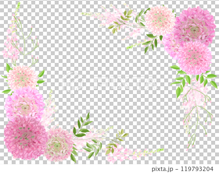 Pink ranunculus frame 119793204