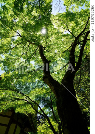 京都和束・正法寺の青紅葉の木漏れ日1 119793266