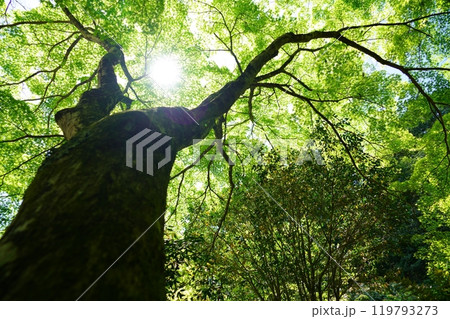 京都和束・正法寺の青紅葉の木漏れ日8 京都和束・正法寺の青紅葉の木漏れ日8 119793273