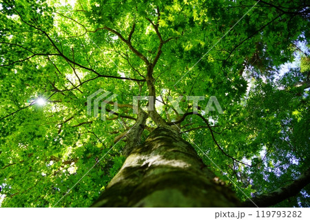 京都和束・正法寺の青紅葉の木漏れ日17 119793282