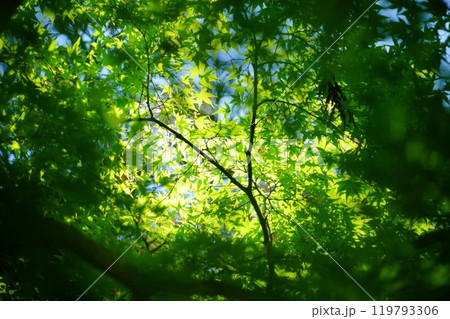 京都和束・正法寺の青モミジの木漏れ日40 京都和束・正法寺の青モミジの木漏れ日40 119793306