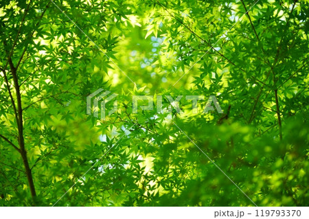 京都和束・正法寺の青モミジの木漏れ日53 119793370