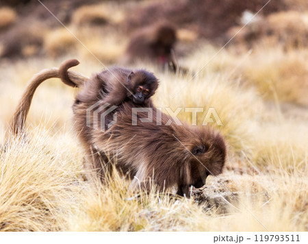 Endemic Gelada, Theropithecus gelada, in Simien mountain, Ethiopia wildlife Endemic Gelada, Theropithecus gelada, in Simien mountain, Ethiopia wildlife 119793511