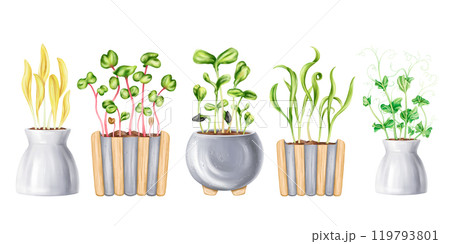A set of garden pots young green sprouted from seeds. Organic micro-greens for healthy nutrition, natural dishes, green salads. A plant in pot for home cultivation, landscaping. Isolated illustration 119793801