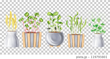 A set of garden pots young green sprouted from seeds. Organic micro-greens for healthy nutrition, natural dishes, green salads. A plant in pot for home cultivation, landscaping. Isolated illustration 119793801