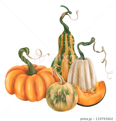 Fall composition of ripe pumpkin. Orange, green, yellow, white elements. Fresh farm vegetables, healthy food. Garden plants, agriculture. Isolated illustration. Element of design printing, packaging 119793802