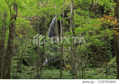 白糸の滝〜の奥入瀬 白糸の滝〜の奥入瀬 119793804