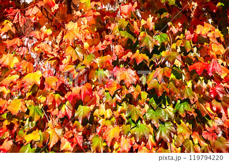 紅葉 119794220