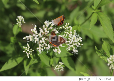 秋の公園に咲く白いフジバカマの花の蜜を吸うベニシジミ蝶 119794598