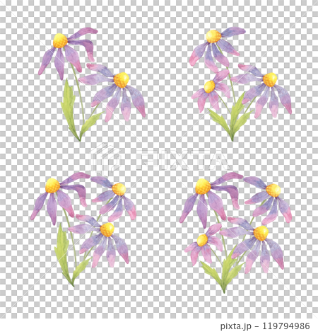 Four coneflowers bouquets with purple petals and green stems. Echinacea watercolor clipart. Ideal for creating botanical patterns for fabric, eco-conscious packaging, or wellness-themed merchandise 119794986